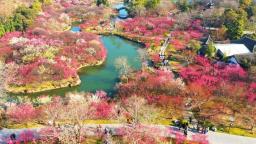 來揚州，邂逅“梅”好春光