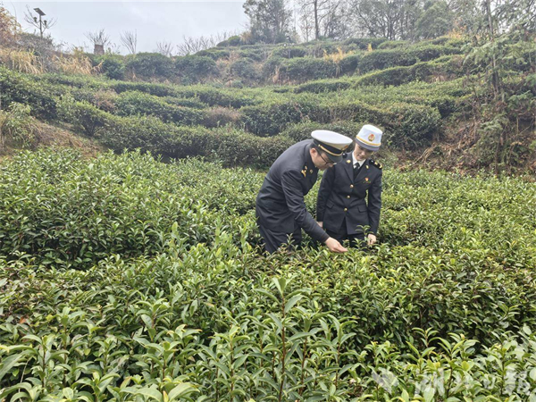馬年出口開門紅 湖北大別山“金葉子”香飄海外