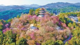 泉州德化：粉櫻漫山開