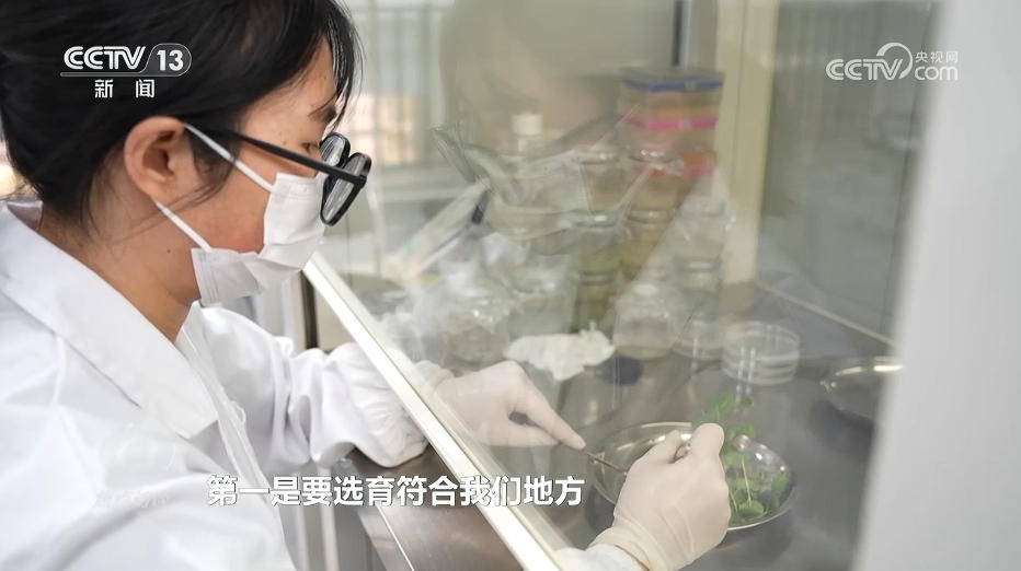 焦點訪談|“幸福産業”書寫鄉村振興“花樣”答卷