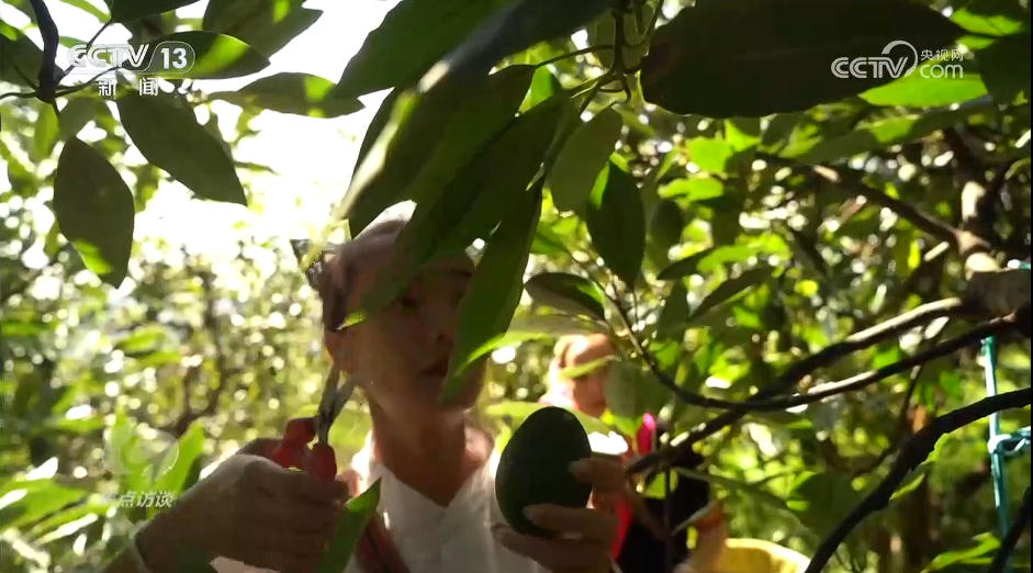 焦點訪談|“幸福産業”書寫鄉村振興“花樣”答卷