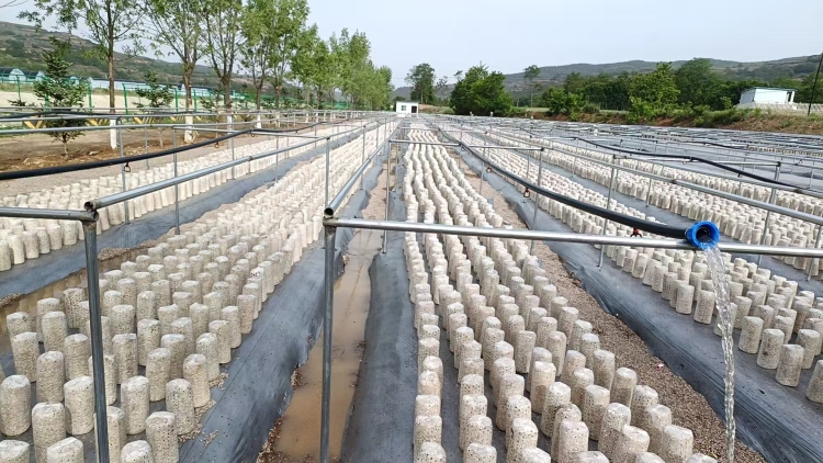 天水市清水縣白沙鎮:頭茬黑木耳採摘 繪就産業新“豐”景_fororder_菌棒