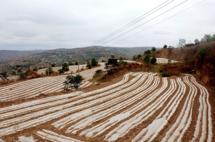 天水秦安：王尹鎮千畝“玉豆同輝”田 繪就豐收新畫卷_fororder_田野i基地