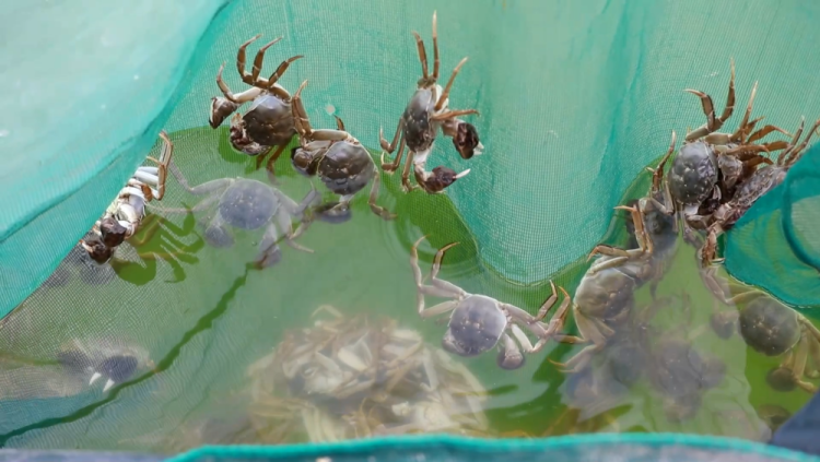 甘肅定西：黃土高原蟹滿塘