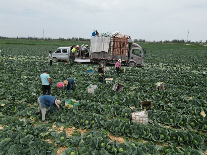 蘭州新區:特色種植助力鄉村振興