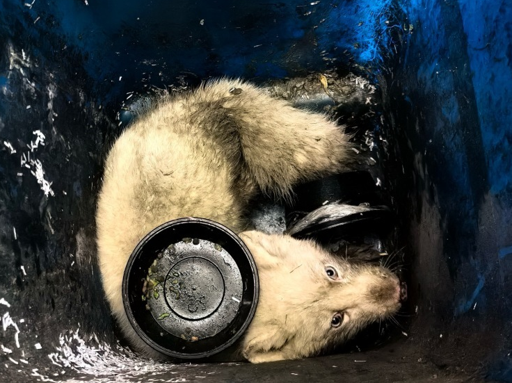 “萌”禽出沒！金華金東公安連續救助兩隻野生保護動物