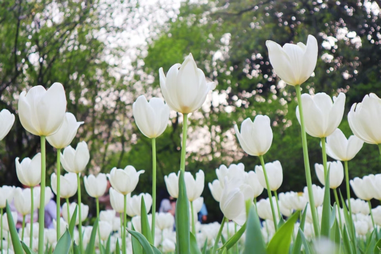 圖片默認標題_fororder_7