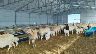 Nearly 100 Million Mu of Grassland in Hulunbuir, Inner Mongolia to Enter Seasonal Grazing Moratorium