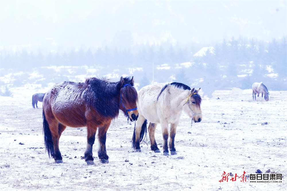 張掖肅南：雪落馬蹄水墨間 馬語輕訴草原情_fororder_7