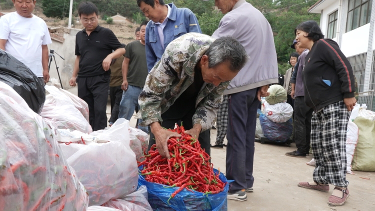甘谷縣八里灣鎮:千畝辣椒喜豐收 政企聯動解銷路