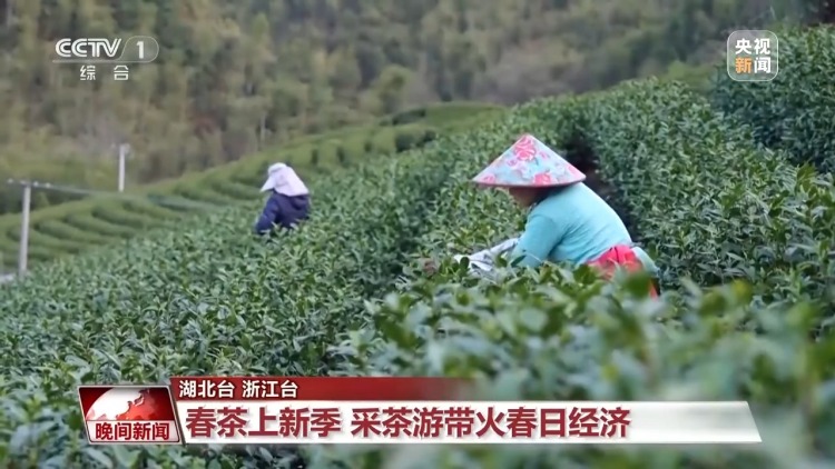 賞花、採茶、觀鳥…… 這個清明假期盡享美好春日時光