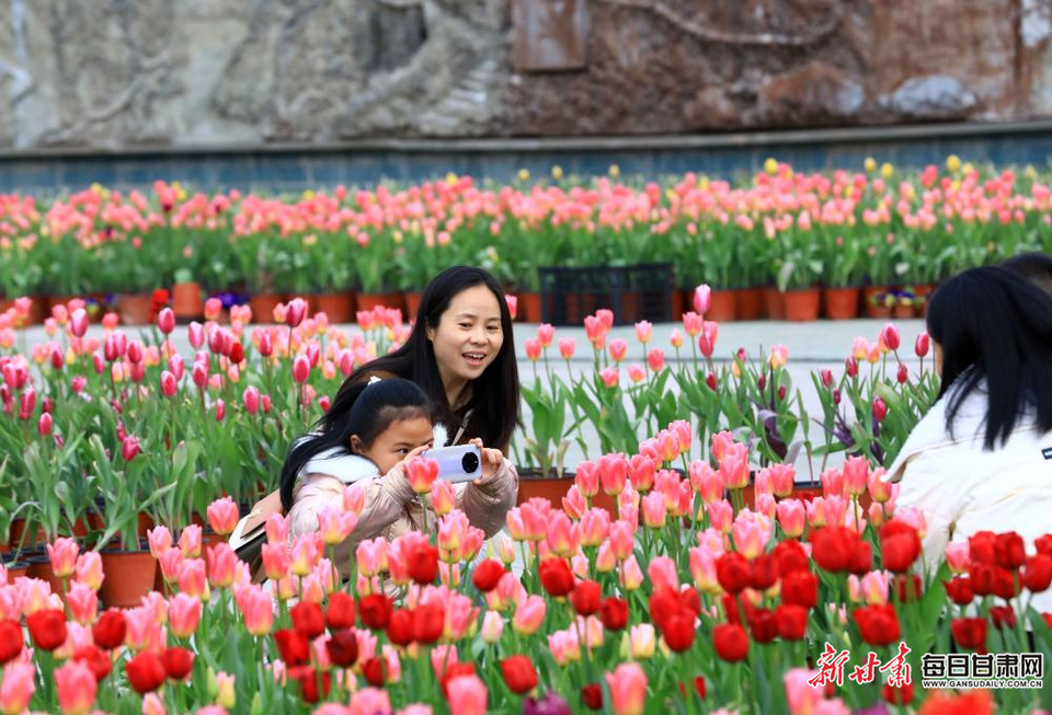 “鬱”你有約 共赴春天 隴南東江濕地公園鬱金香綻放_fororder_1
