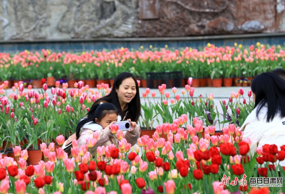“鬱”你有約 共赴春天 隴南東江濕地公園鬱金香綻放_fororder_1