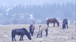 張掖肅南：雪落馬蹄水墨間 馬語輕訴草原情