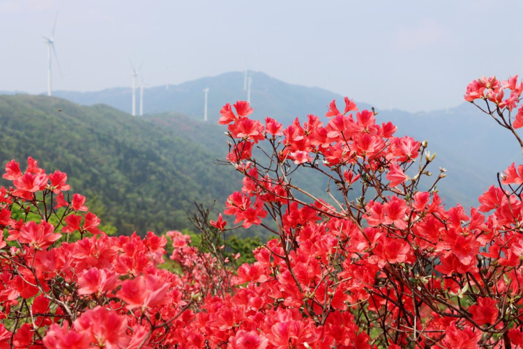 千畝映山紅綿延湖南新邵岳坪峰_fororder_圖片3