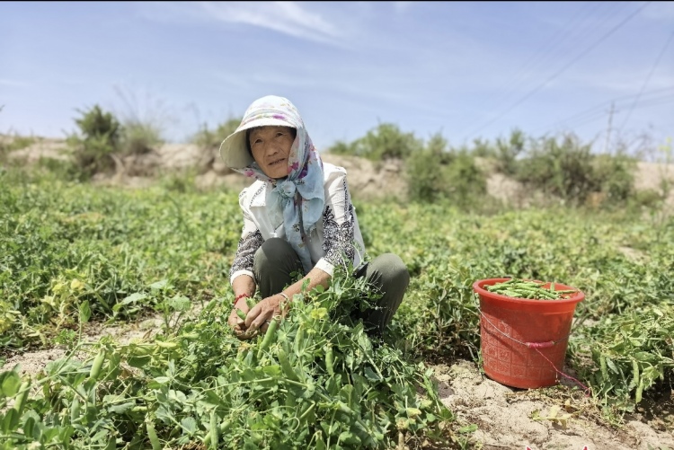 蘭州新區:特色種植助力鄉村振興_fororder_1