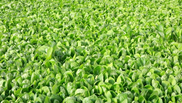 【甘快看】四中全會精神在基層|甘肅定西:科技賦能 全年鮮蔬“不斷檔”