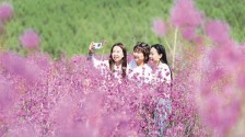 內蒙古：杜鵑花開了
