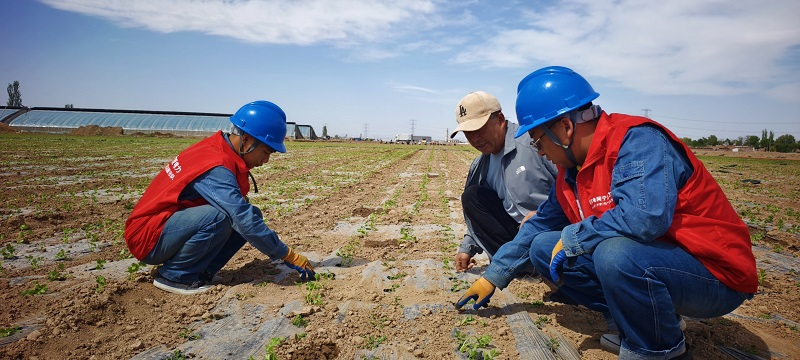 State Grid Shizuishan Power Supply: Empowering High-Standard Farmland with Electricity to Safeguard Grain Security_fororder_圖片10