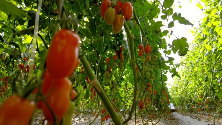 【甘快看】四中全會精神在基層|甘肅定西:科技賦能 全年鮮蔬“不斷檔”