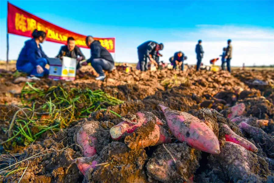 津彩過大年 | 尋年味 找萌獸 買年貨！你確定不來看看？