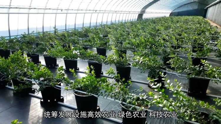 【甘快看】四中全會精神在基層|甘肅定西:科技賦能 全年鮮蔬“不斷檔”