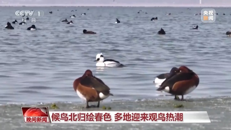 賞花、採茶、觀鳥…… 這個清明假期盡享美好春日時光