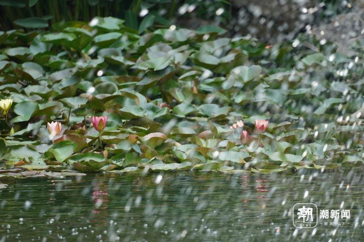 好運“蓮蓮”！杭州小區池塘的罕見雙色睡蓮盛開