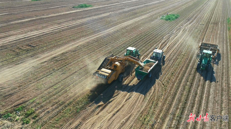 【甘快看】接軌國際!甘肅農墾黃羊河農場馬鈴薯産業獲全球良好農業規範認證