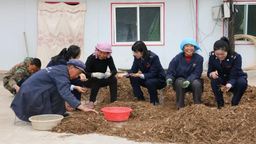 甘肅定西：稅惠助力中醫藥全産業鏈“強筋壯骨”