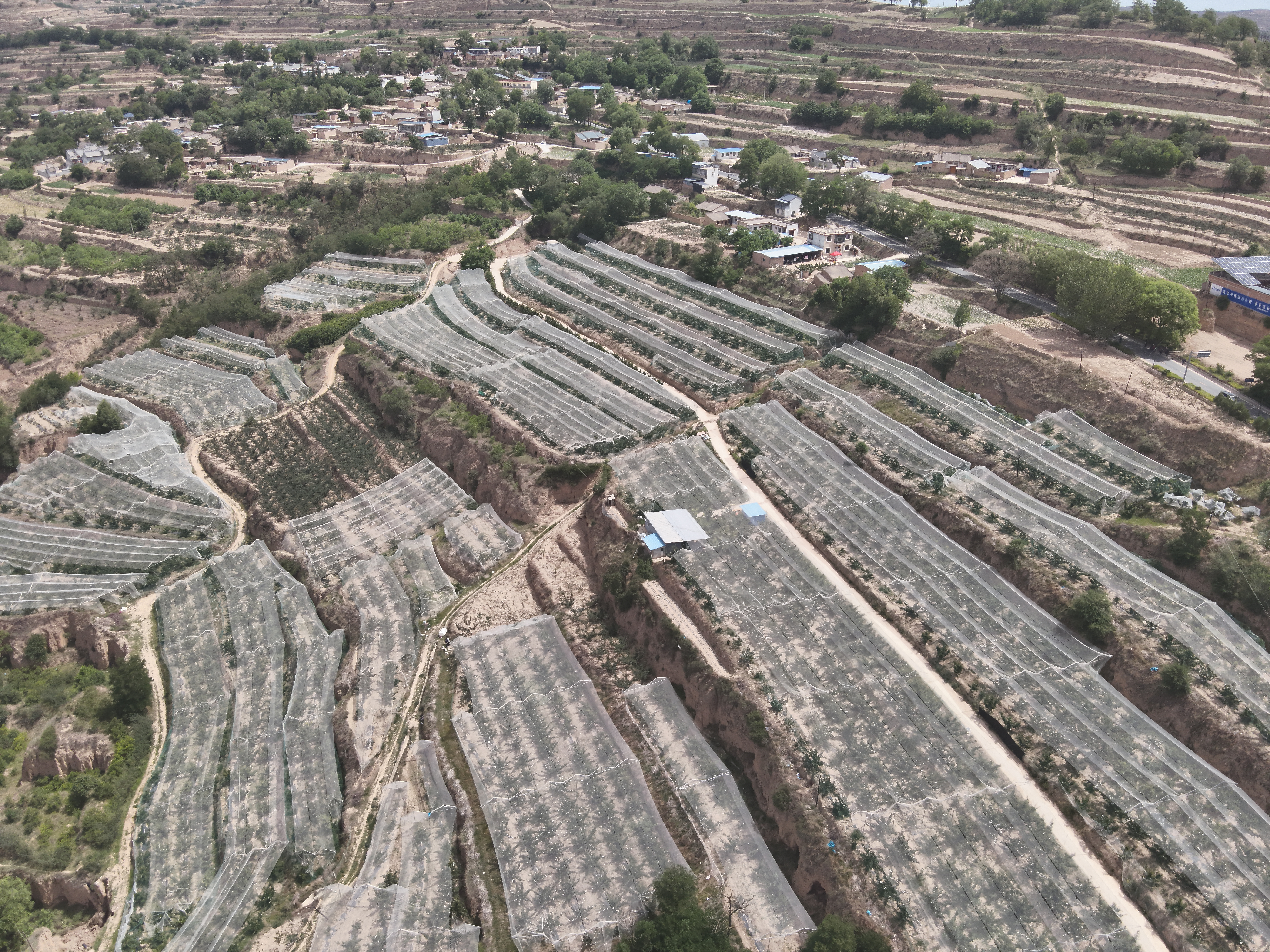 甘谷縣高山櫻桃成熟上市 紅果映山助力鄉村振興_fororder_DJI_20250610111453_0004_V.JPG
