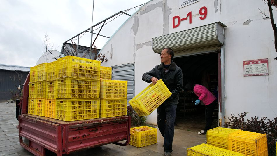 天水清水：滑子菇豐收採摘忙 特色産業助增收