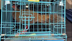 “萌”禽出沒！金華金東公安連續救助兩隻野生保護動物