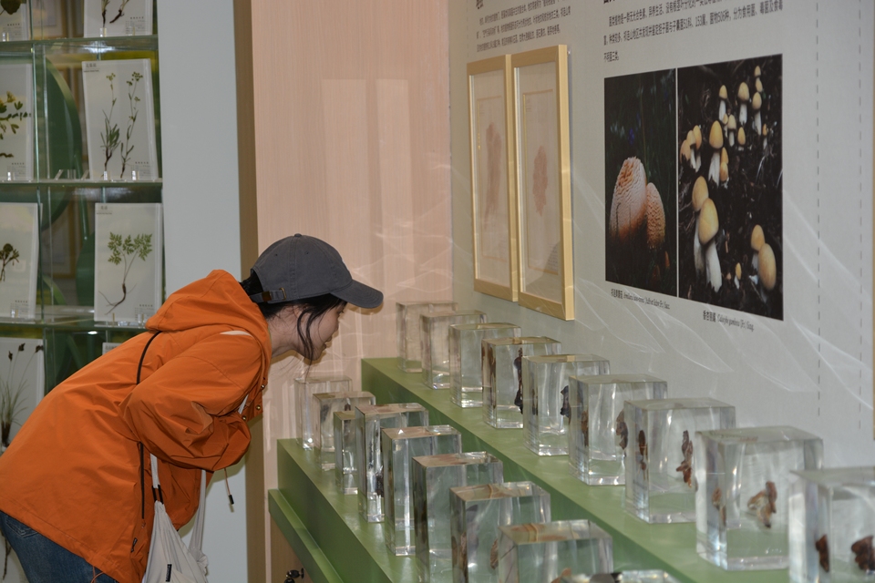 【祁連山下是我家】祁連山國家公園自然博物館：探索祁連山自然奧秘的窗口