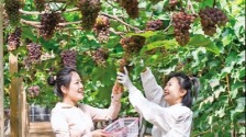 葡萄挂滿藤 採摘正當時