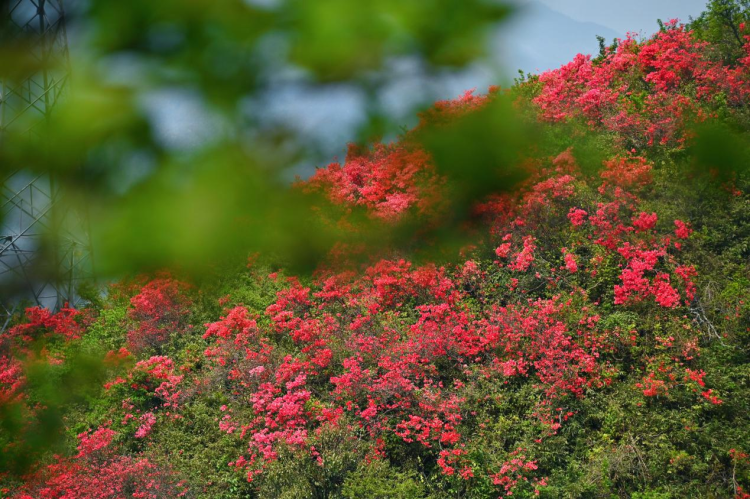 千畝映山紅綿延湖南新邵岳坪峰_fororder_圖片5