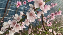 【原創】天水甘谷：桃花枝頭俏 果農管護忙
