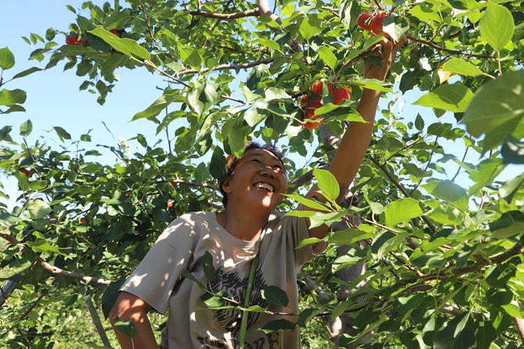 興安盟科右前旗：沙果經紀人帶旺新鄉村