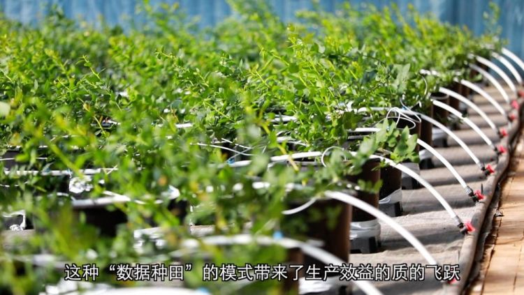 【甘快看】四中全會精神在基層|甘肅定西:科技賦能 全年鮮蔬“不斷檔”