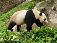 探訪中國大熊貓保護研究中心臥龍神樹坪基地