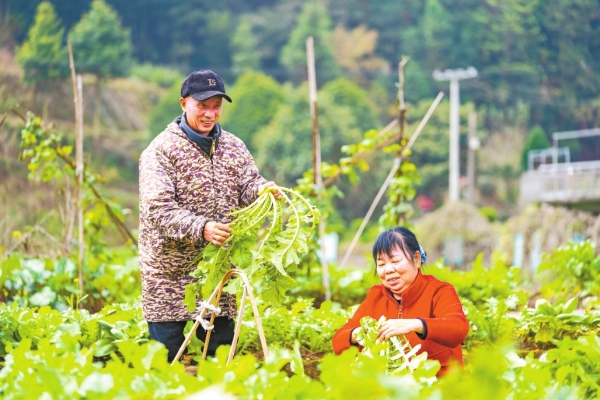譜寫茶鄉巨變新篇章 ——湖南省委宣傳部（省文資委）系統鄉村振興對口幫扶安化縣紀實_fororder_res07_attpic_brief