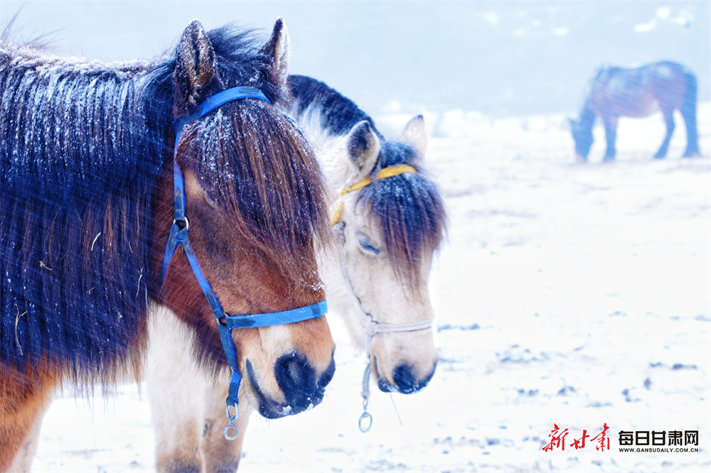 張掖肅南：雪落馬蹄水墨間 馬語輕訴草原情_fororder_3