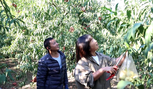 黃山市徽州區:雪桃滿枝頭 果農迎豐收 黃山市徽州區:雪桃滿枝頭 果農迎豐收_fororder_110304