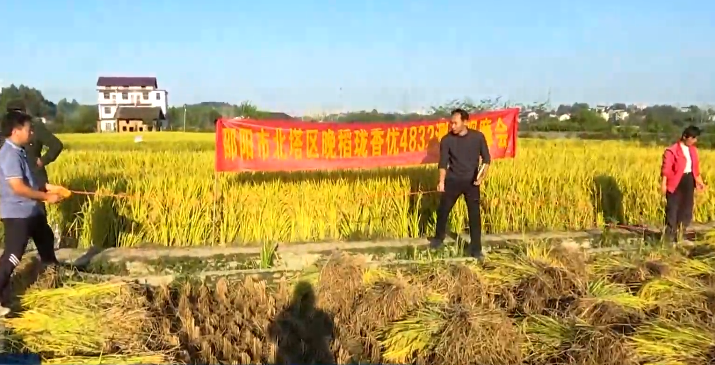 湖南邵陽北塔區實地測産“量”豐收 稻穀飄香糧滿倉