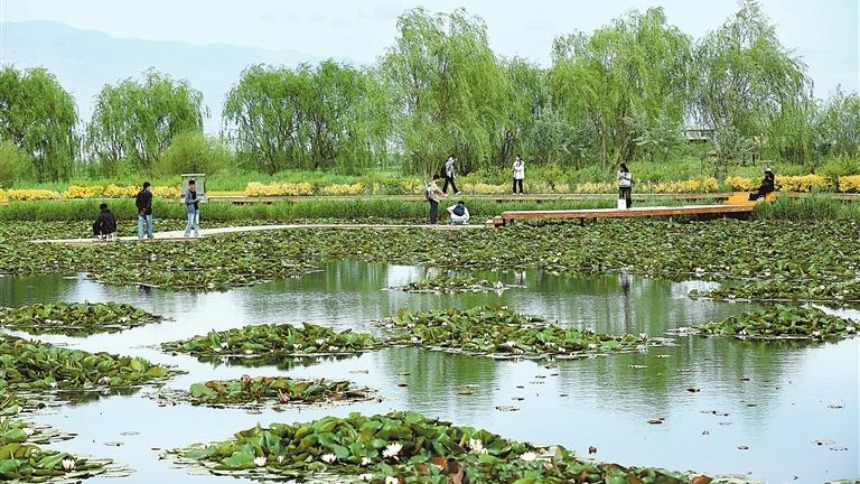 張掖：國家濕地公園裏睡蓮相繼開放