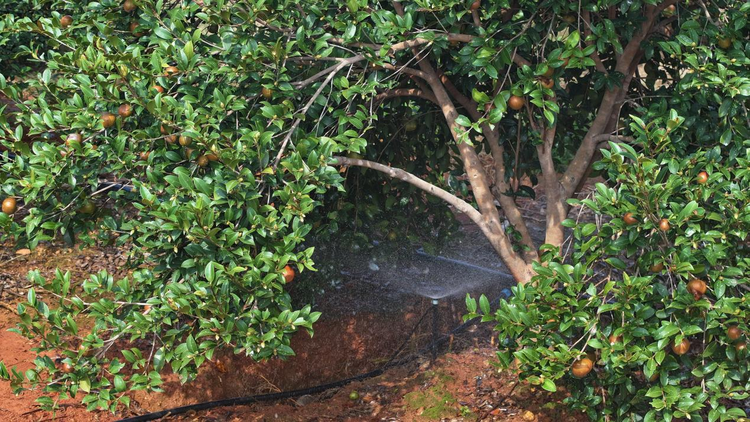 湖南衡山縣13萬餘畝油茶豐收 “霜降籽”採摘忙