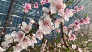 【原創】天水甘谷：桃花枝頭俏 果農管護忙