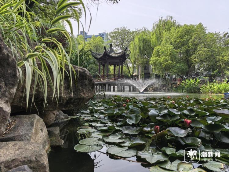 好運“蓮蓮”！杭州小區池塘的罕見雙色睡蓮盛開