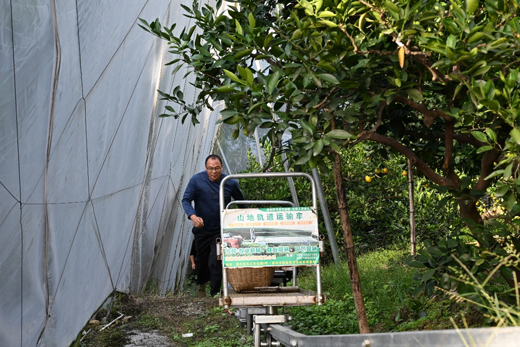 綠水旁 青山上 果飄香