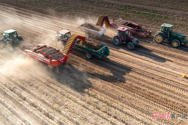 【甘快看】接軌國際!甘肅農墾黃羊河農場馬鈴薯産業獲全球良好農業規範認證